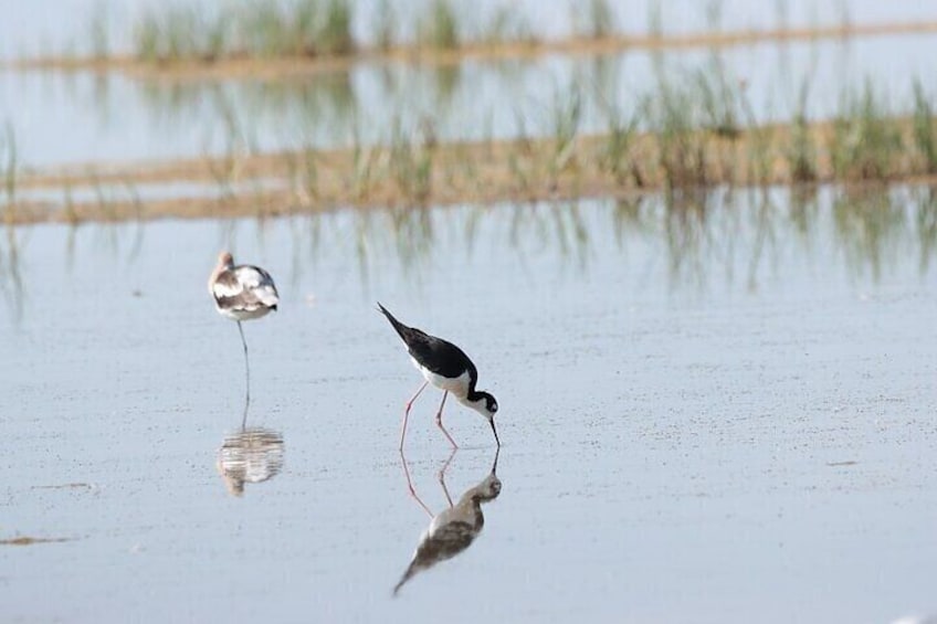 Deux oiseaux se tiennent dans une eau peu profonde, et leur reflet se dessine à la surface. 3