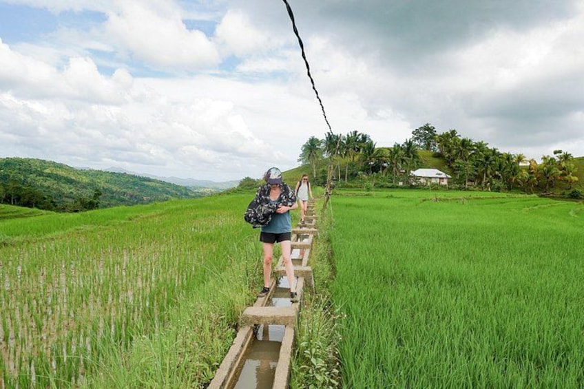 A person walking on a narrow wooden path through a rice field, with a house and palm trees in the background. 2