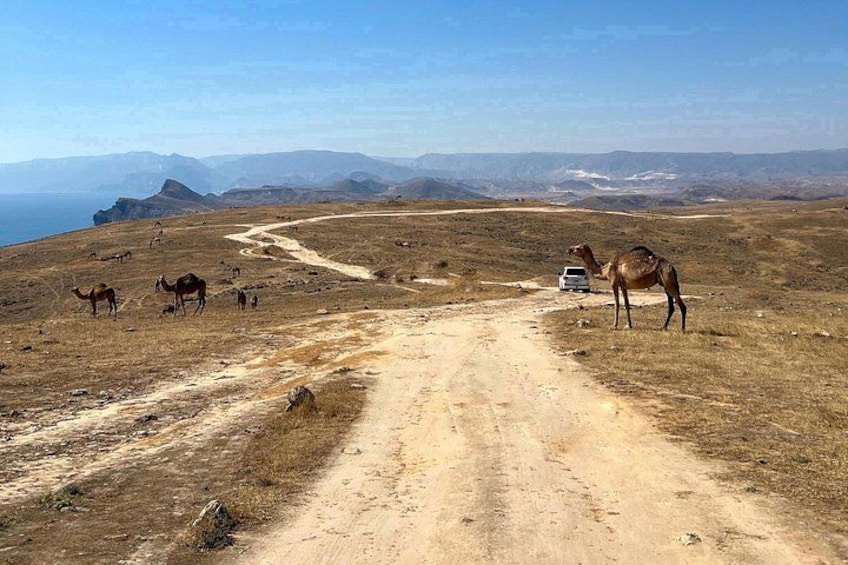A desert landscape with a dirt road, camels, and distant mountains. 2