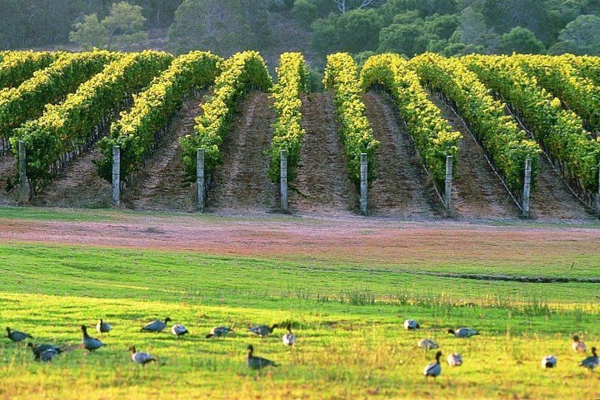 Vineyard 5