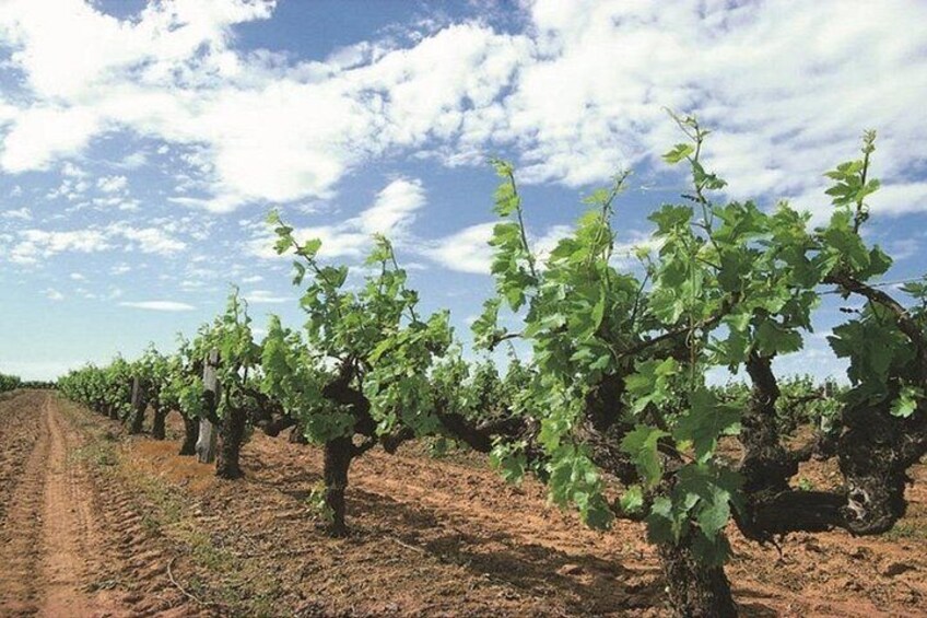 Vineyard Credit: TWA 2