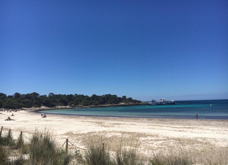 Une plage à l’eau turquoise et limpide, une jetée et une rangée d’arbres en arrière-plan. 4