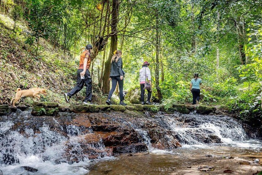 People walking on a wooden bridge over a flowing stream in a forested area. 3
