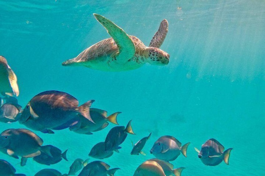 A sea turtle swimming above a school of fish in clear blue water. 4