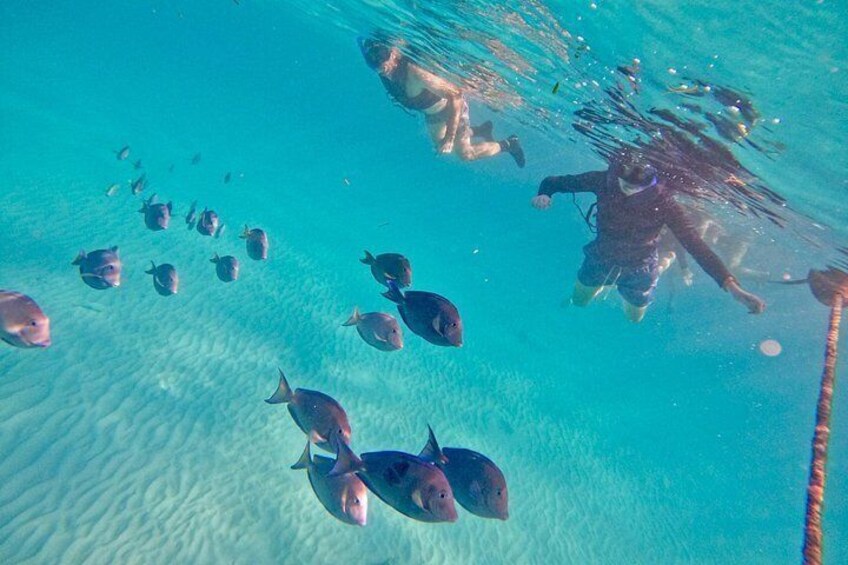 A diver swimming with fish in clear blue water. 5