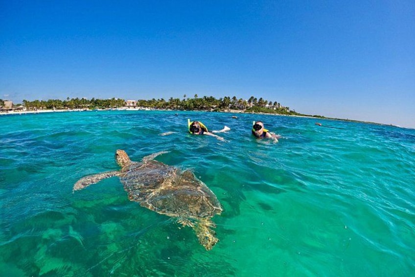 A turtle swimming in clear turquoise water with two people snorkeling nearby. 3