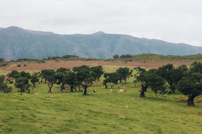 A grassy field with scattered trees and distant mountains. 3