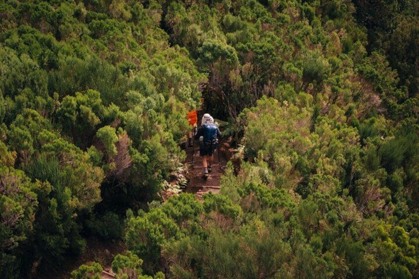 En person vandrar på en smal trästig som omges av tät, grön växtlighet. 5