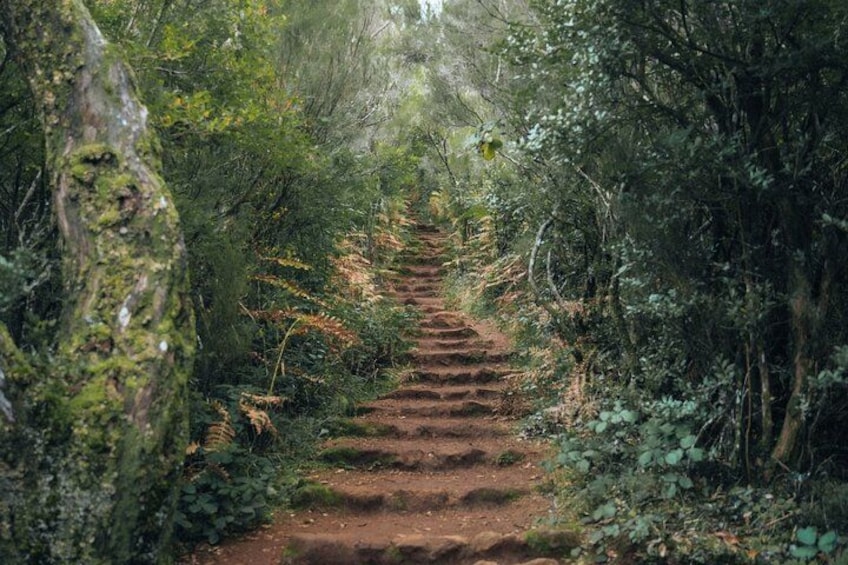 A forested trail with a dirt path. 4