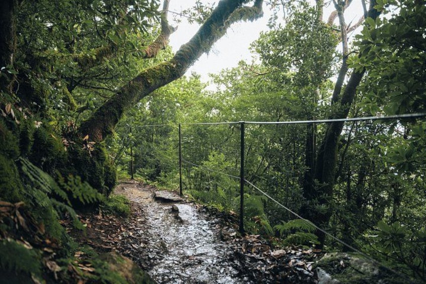 A forested area with a stream, a fallen tree, and a metal fence. 2