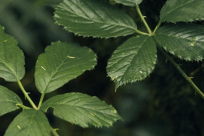 A close-up of green leaves with serrated edges and visible veins. 5