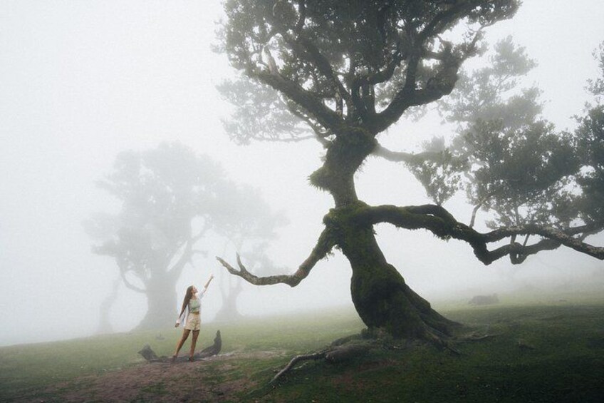 Una persona parada cerca de un árbol grande en un paisaje brumoso. 1