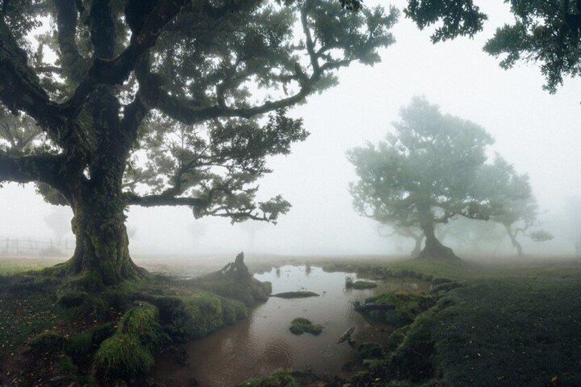 A foggy landscape with two prominent trees and a small body of water. 3