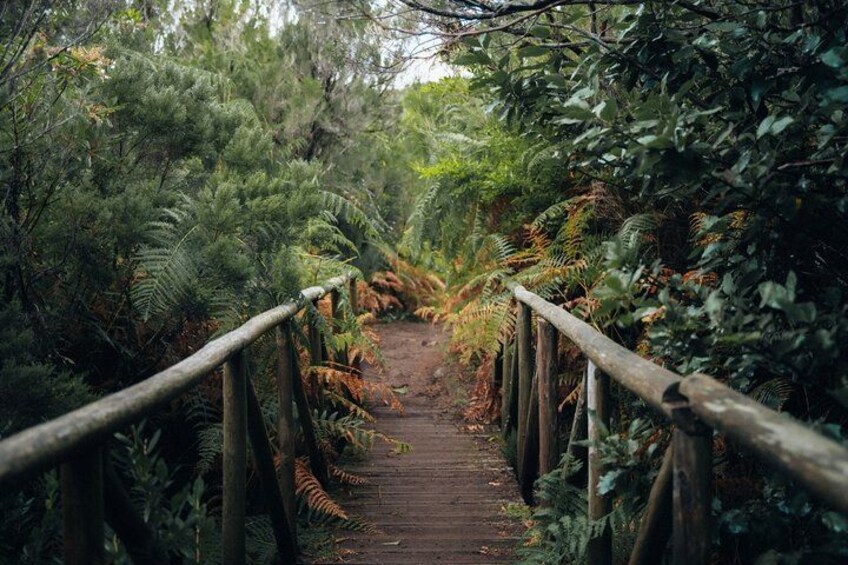A wooden pathway flanked by dense ferns and trees, leading into a forested area. 5