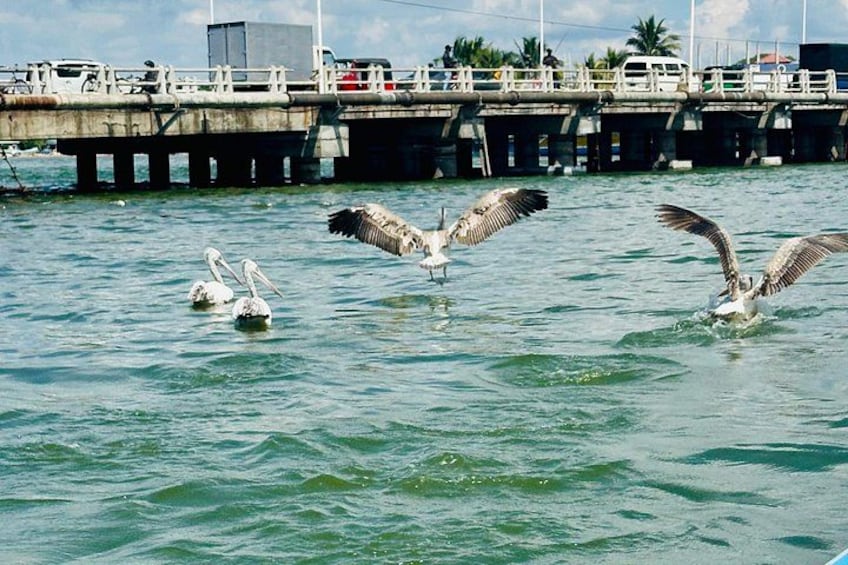 Seagulls flying over water near a pier with vehicles and people in the background. 5