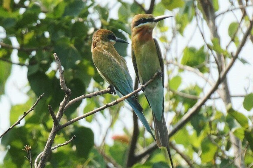 Muthurajawela & lagoon birds 2