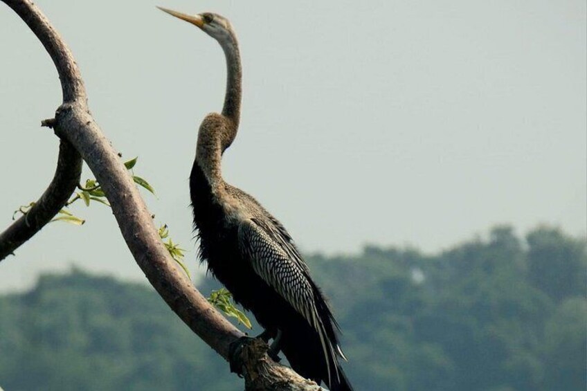 Muthurajawela birds 3