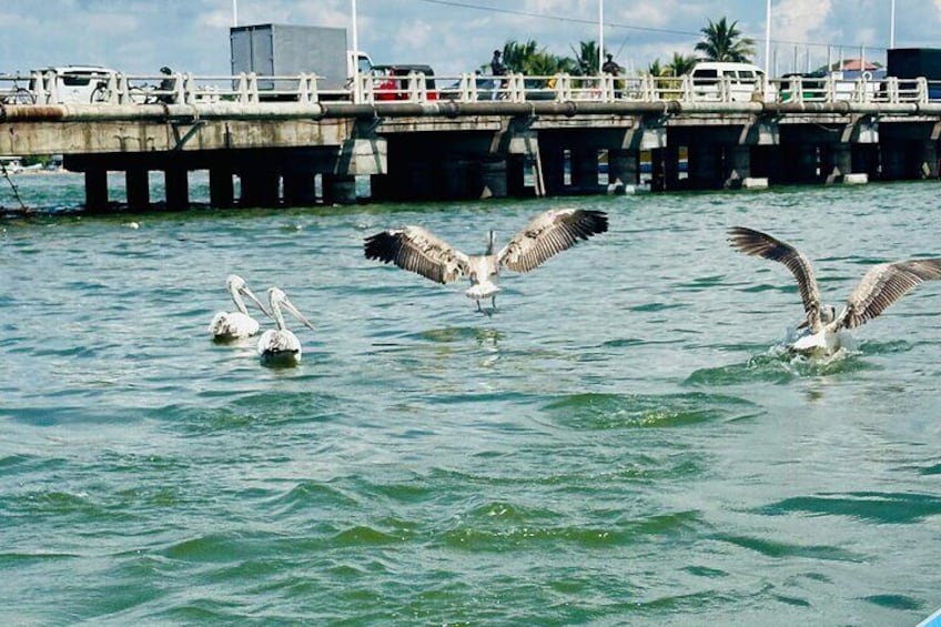 Seagulls flying over water near a pier with people and vehicles in the background. 5