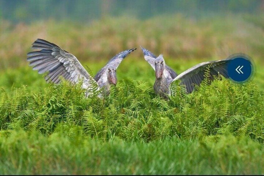 Three birds in a grassy field with ferns. 3