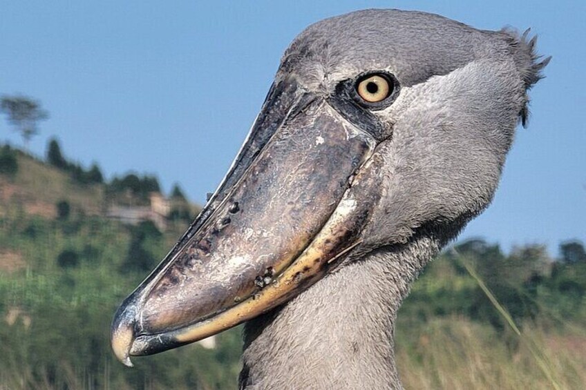 A close-up of a bird's head with a large beak. 2