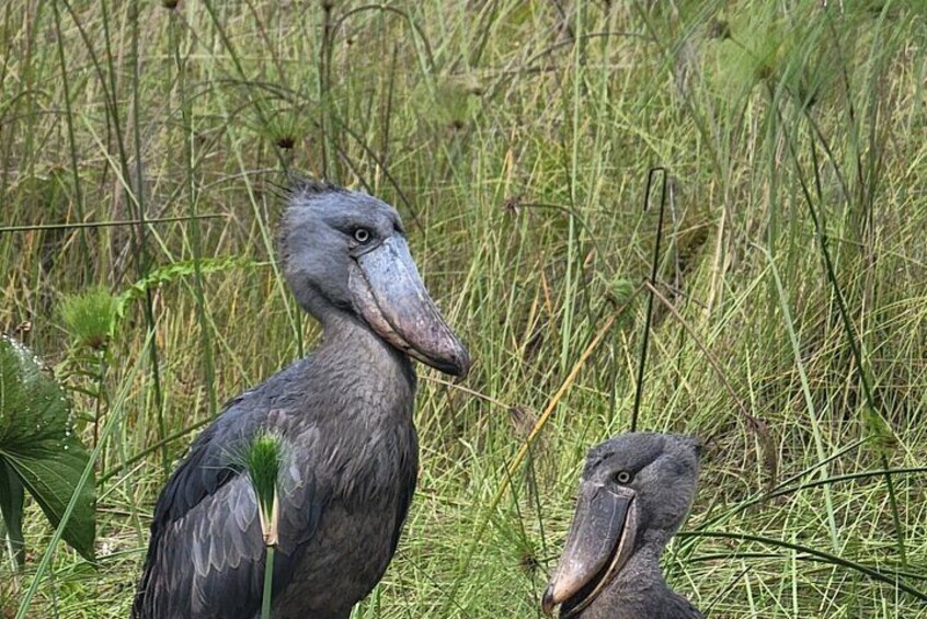 Two large birds with prominent beaks in a grassy field. 1