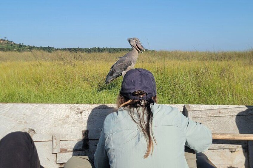 A person observing a bird in a grassy field. 5