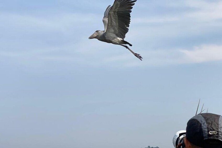 A bird in flight against a clear sky. 4