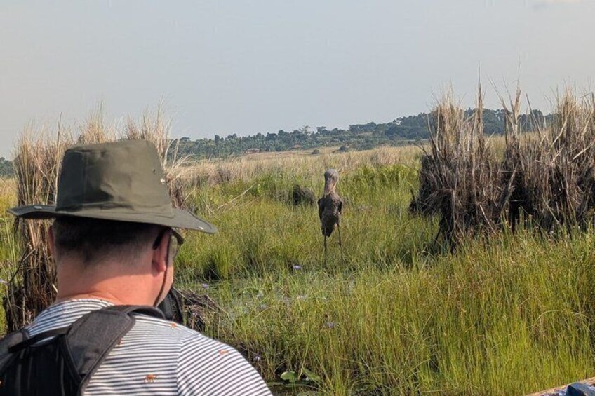 A person in a hat and striped shirt observing wildlife in a grassy field. 2