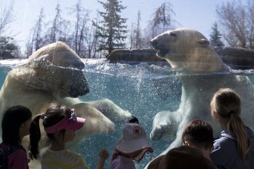 Wilder Institute's Calgary Zoo: Entry Ticket 1