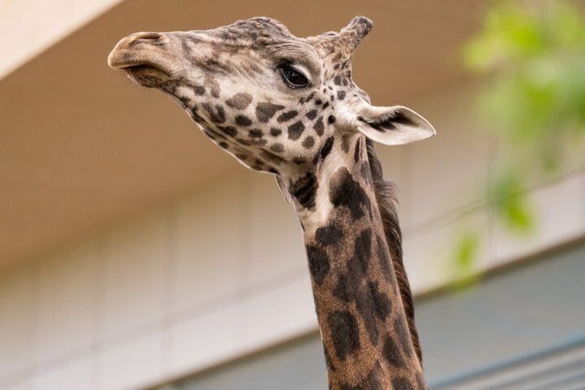 Wilder Institute's Calgary Zoo: Entry Ticket 2