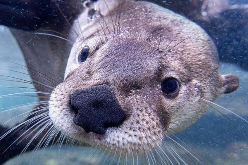 Wilder Institute's Calgary Zoo: Entry Ticket 4