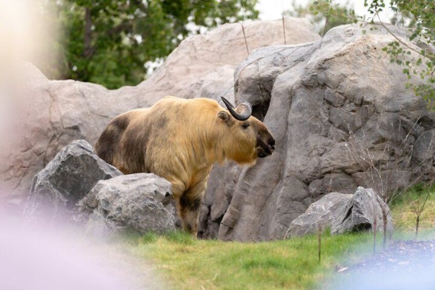 Wilder Institute's Calgary Zoo: Entry Ticket 3