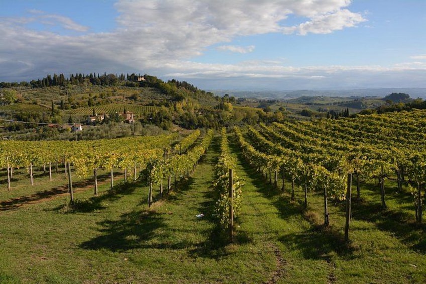 Vineyards 5