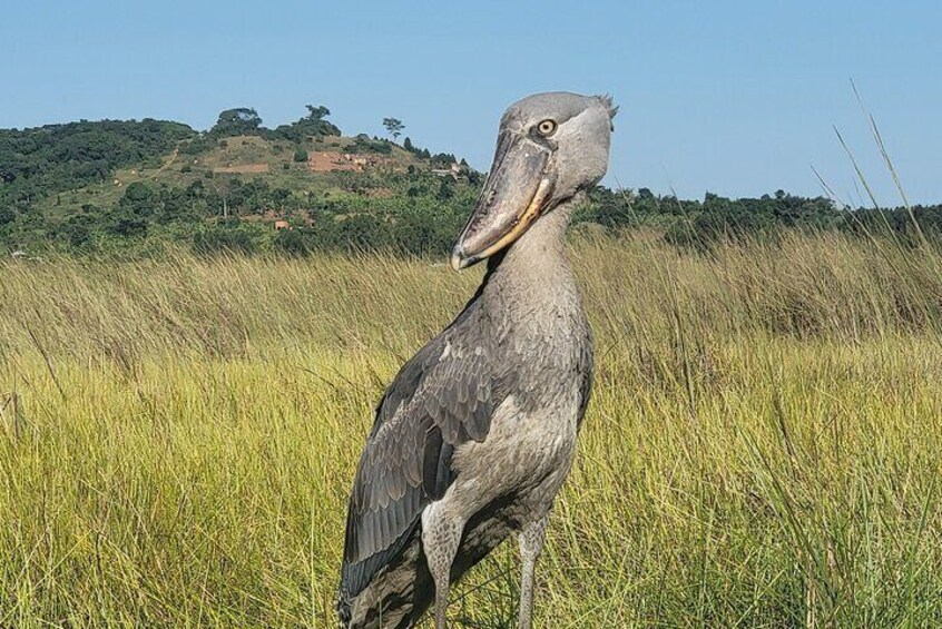 A large bird standing in a grassy field with a hilly landscape in the background. 5