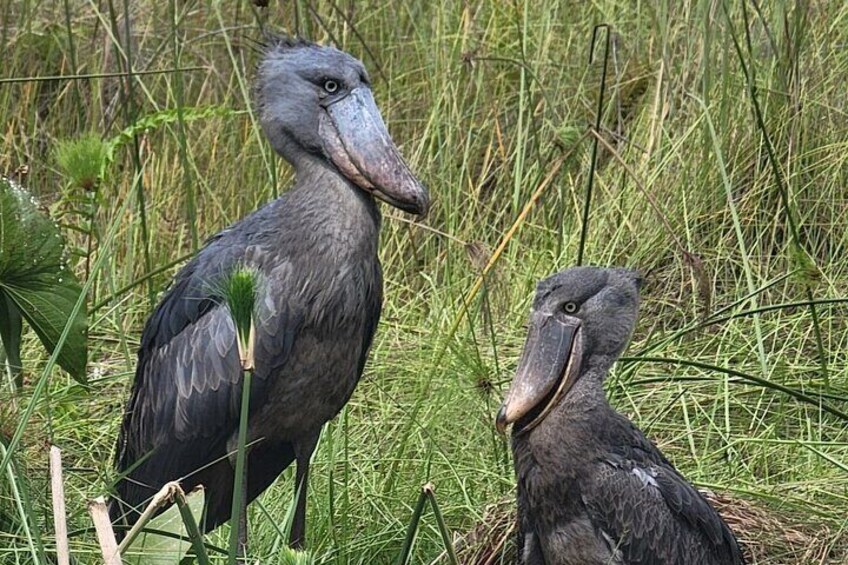 Two large birds standing in tall grass. 1