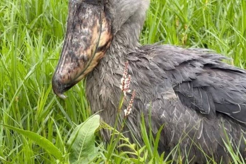 Un grand oiseau à long bec et au plumage gris, se trouvant dans une zone herbeuse. 2