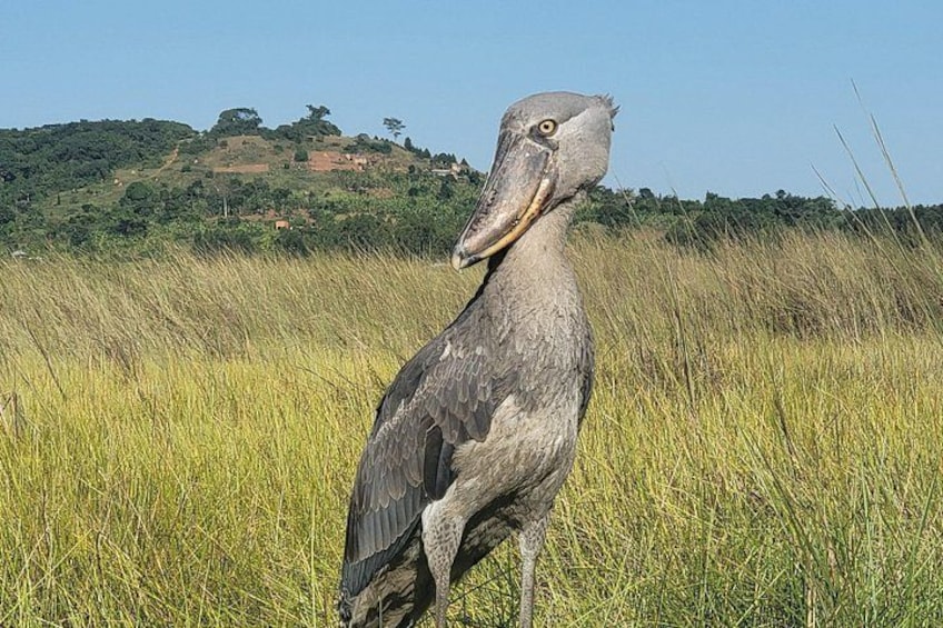 A large bird standing in tall grass with a hilly landscape in the background. 3