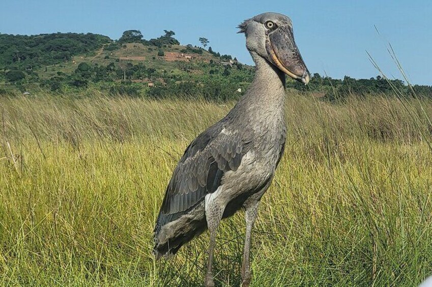 A large bird standing in tall grass with a hilly landscape in the background. 4
