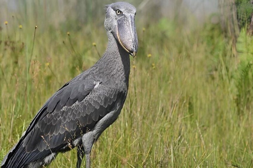 Daily Shoebill Tours 2