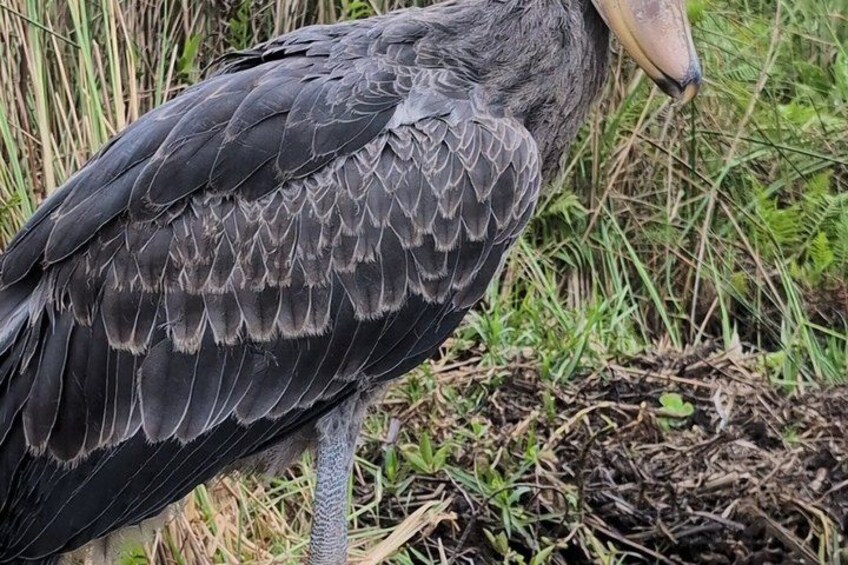 Un grand oiseau aux plumes sombres, perché dans un environnement naturel. 4