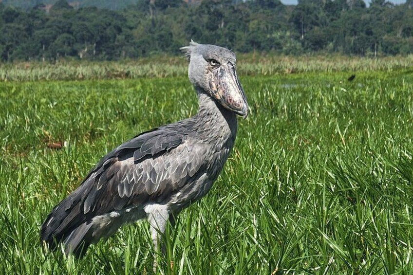 Un grand oiseau, facilement reconnaissable à la protubérance osseuse qui orne sa tête, se tient dans un champ herbeux. 1
