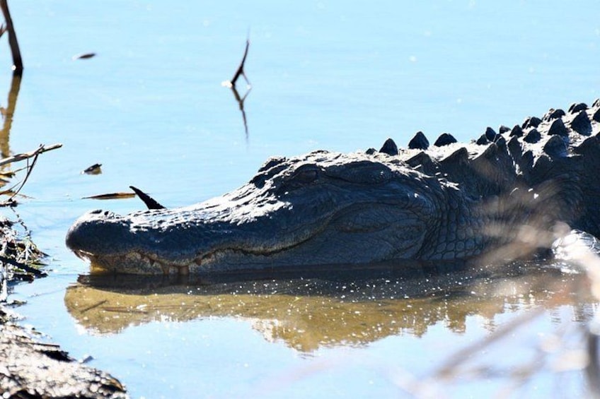 En krokodil som delvis ligger i vattnet, med en stenig strand i bakgrunden. 3