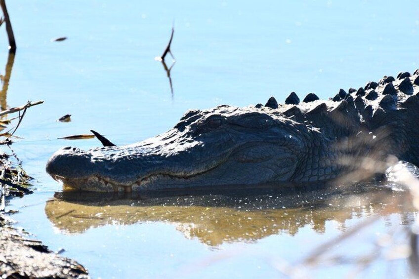 See American alligators as you hike past freshwater ponds 2