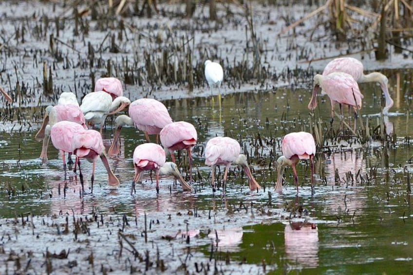 En flock flamingos som vadar i grunt vatten med vegetation i bakgrunden. 2