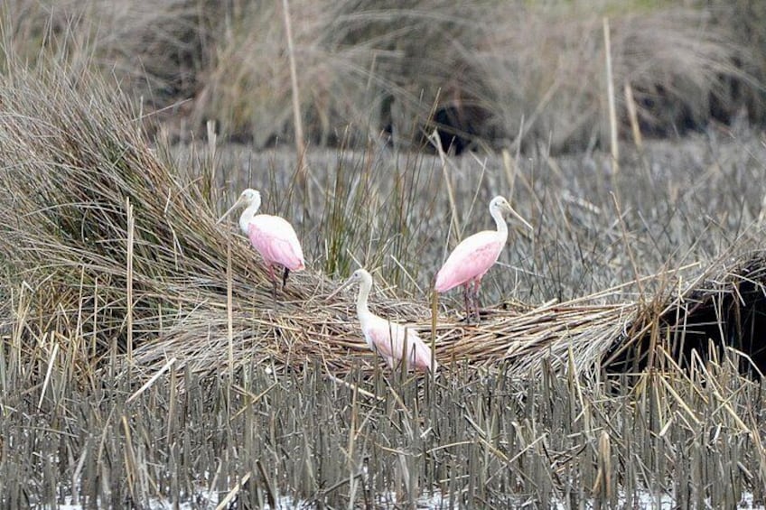 Three pink flamingos standing in tall grass. 3