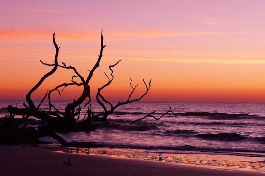 Ein Sonnenuntergang über einem Strand, silhouettiert von einem markanten, abgestorbenen Baum. 4