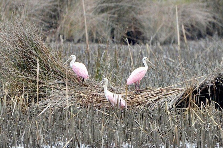 Nearly 300 bird species depend on the habitats of Bulls Island! 3