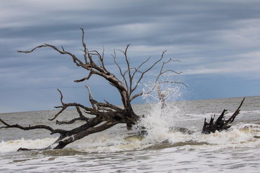 Ein gefallener Baum im Wasser, umgeben von brechenden Wellen. 2