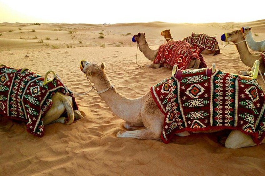Kamele ruhen sich auf Sanddünen mit bunten Decken. 5