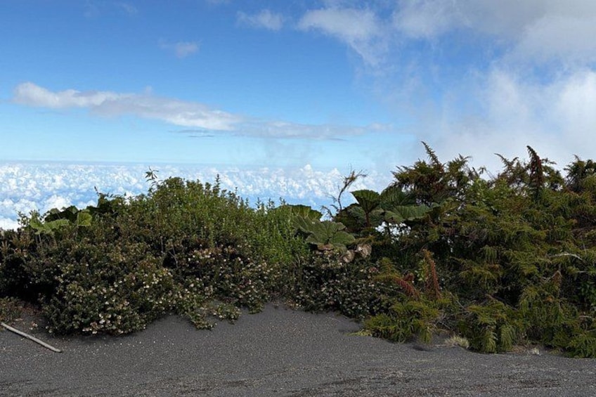 Vegetation at the top of the crater 3